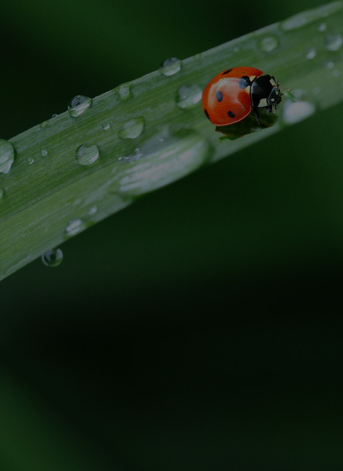 農藥中間體系列